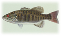 Trophy Bass Fishing & Salt Water Fishing too!
