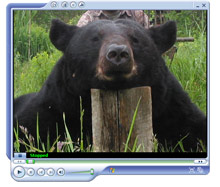 Bear Hunt