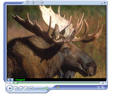 Moose Hunt