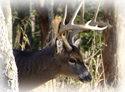Northern Whitetail Deer in New Brunswick hunts are an experience that cannot be equalled anywhere else. Body size often exceeds 300lbs and trophy antlers are in a class of their own. Success rates for whitetail have been on the rise. It is estimated that the New Brunsick Whitetail population exceeds 100,000. Combo hunts are available for deer/fall bear hunting.