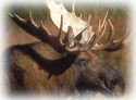 Canadian Moose hunting is an exhilarating experience due to their massive size, reaching upwards of 1,300lbs with racks exceeding 55 inches.  Moose hunts are conducted in meadows and swamps located only minutes from the lodge. Our New Brunswick Moose hunt is a three day season held during the peak rut. Our short hunting season results in light pressure and enables our moose to mature. Moose hunts include a 2 day scouting trip (land and/or air) OR 2 days fishing and 3 days hunting.