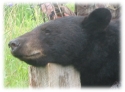 Our Black Bear hunts are conducted over bait with a very high success rates for trophy bears. Our hunting area is large, therefore baits are miles apart resulting in very light pressure on each bait location. We allow gun, bow, black powder and crossbow hunts. Each bait site with required stand is ready on arrival. Bear hunts include 5 day and 6 nights lodging with 2 home cooked meals per day and a 